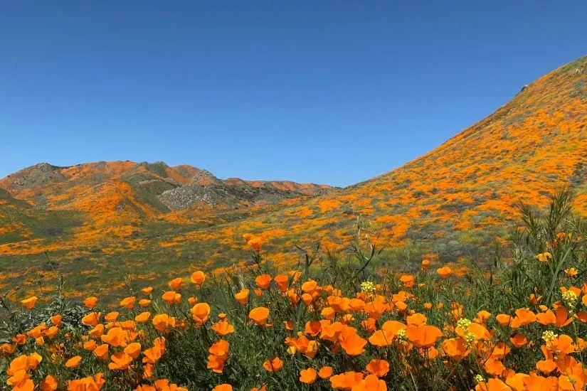 April 14 Webinar: Osterweis Strategic Income Fund Q1 Update