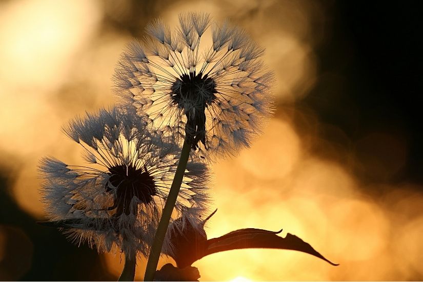 Dandelion with orange lighting